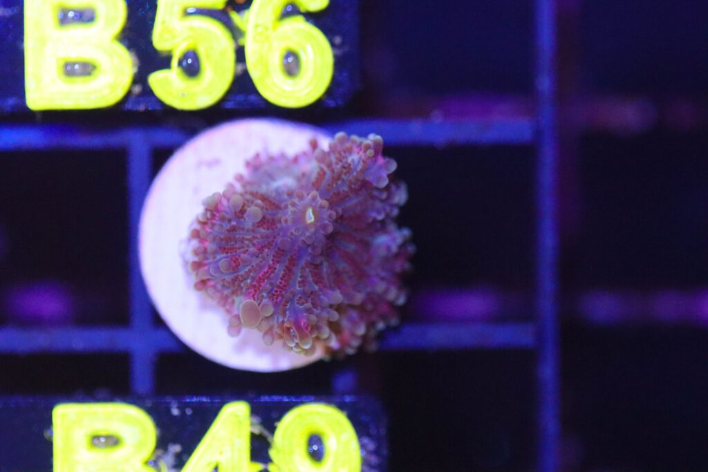 Frag Box Corals