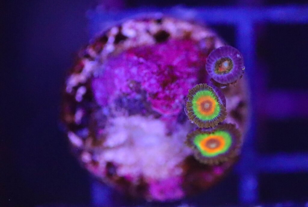 Frag Box Corals
