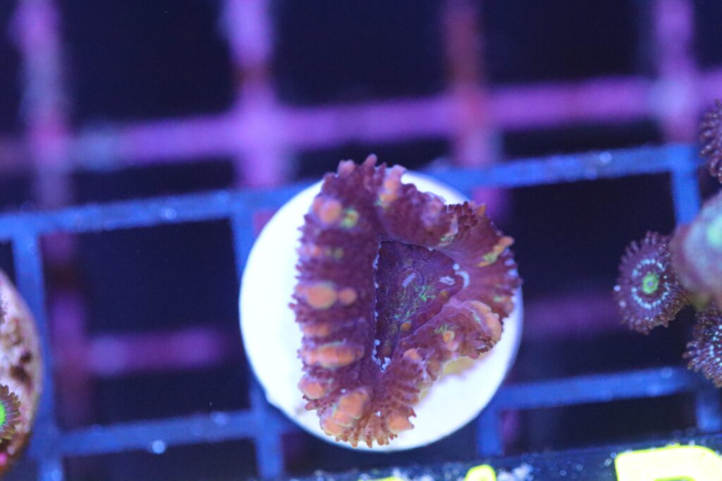 Frag Box Corals
