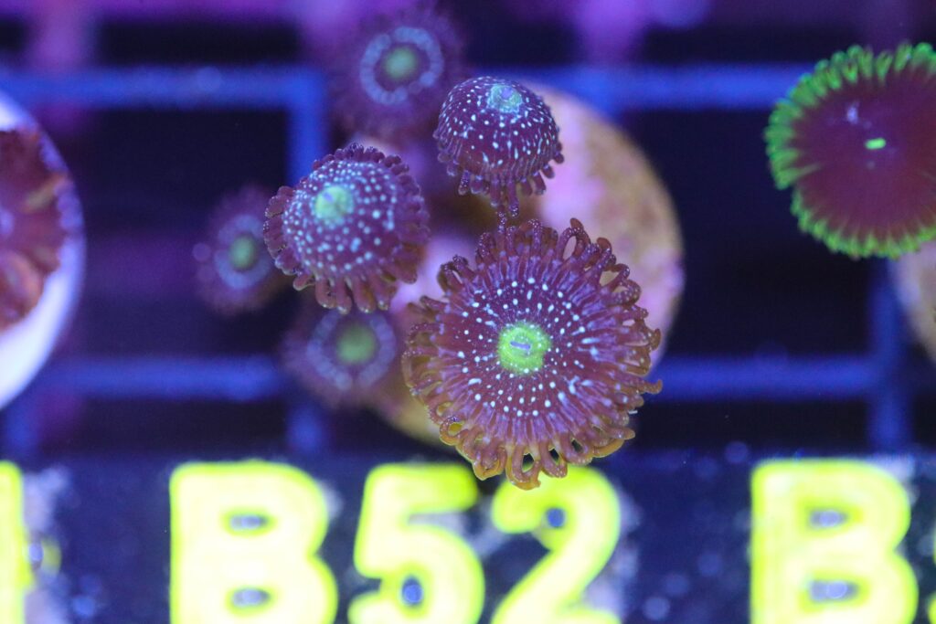 Frag Box Corals