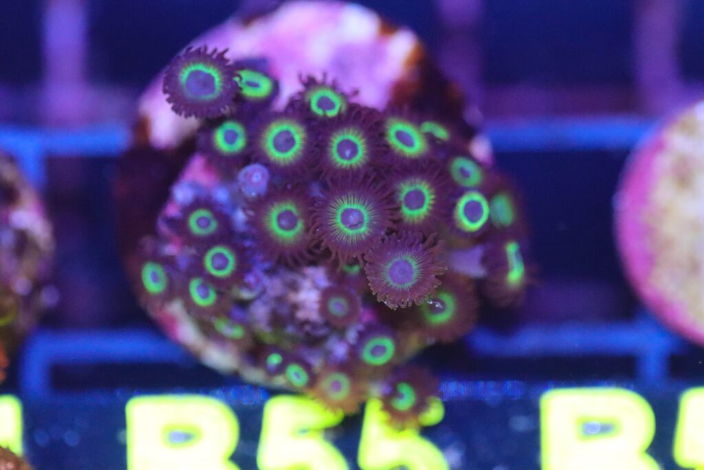 Frag Box Corals