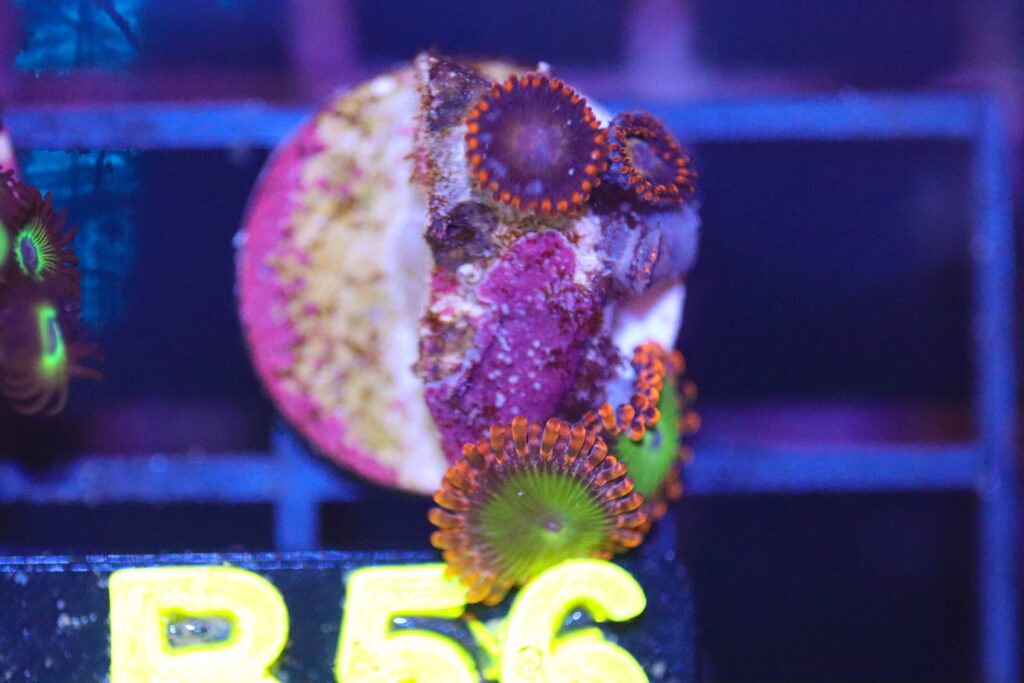 Frag Box Corals