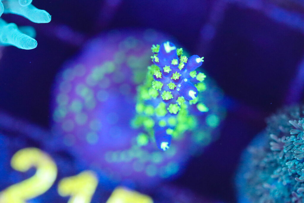 Frag Box Corals