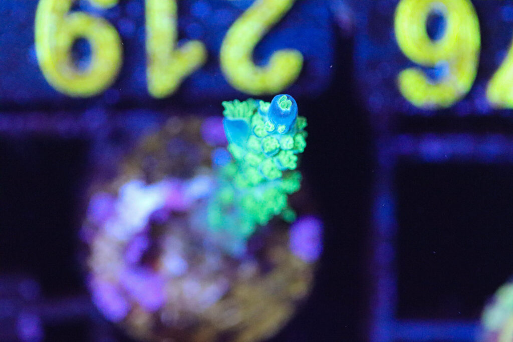 Frag Box Corals