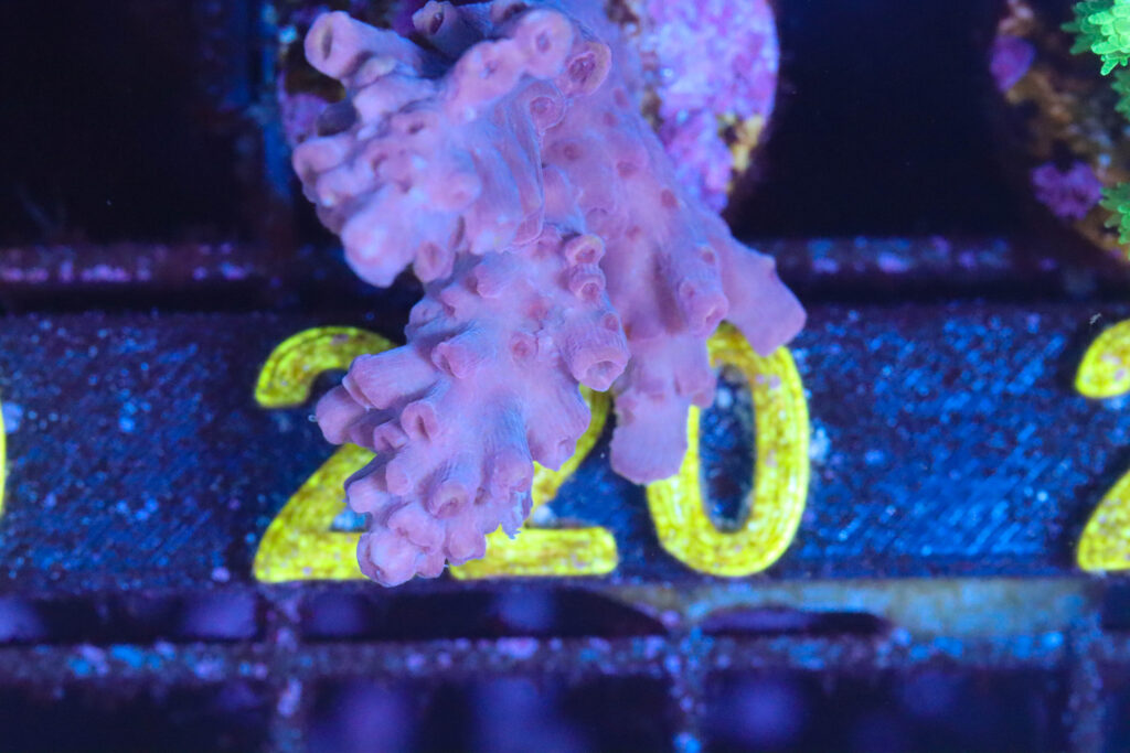 Frag Box Corals