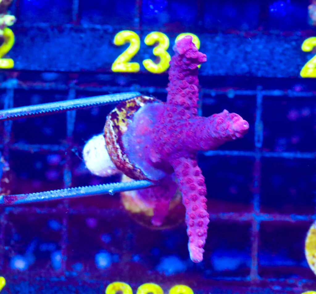Frag Box Corals