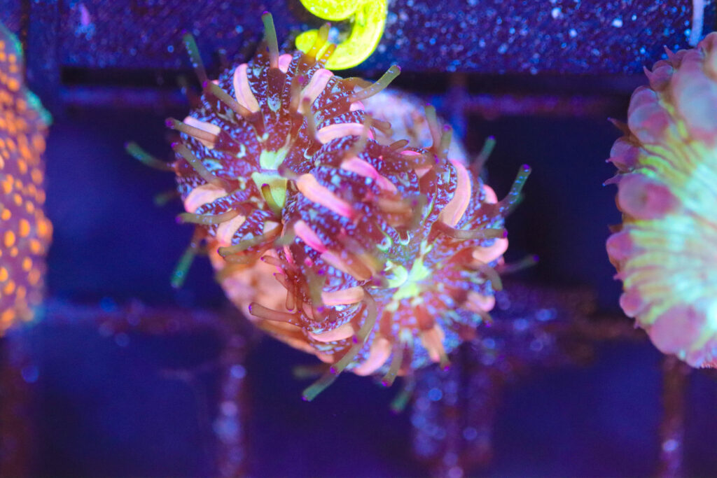 Frag Box Corals