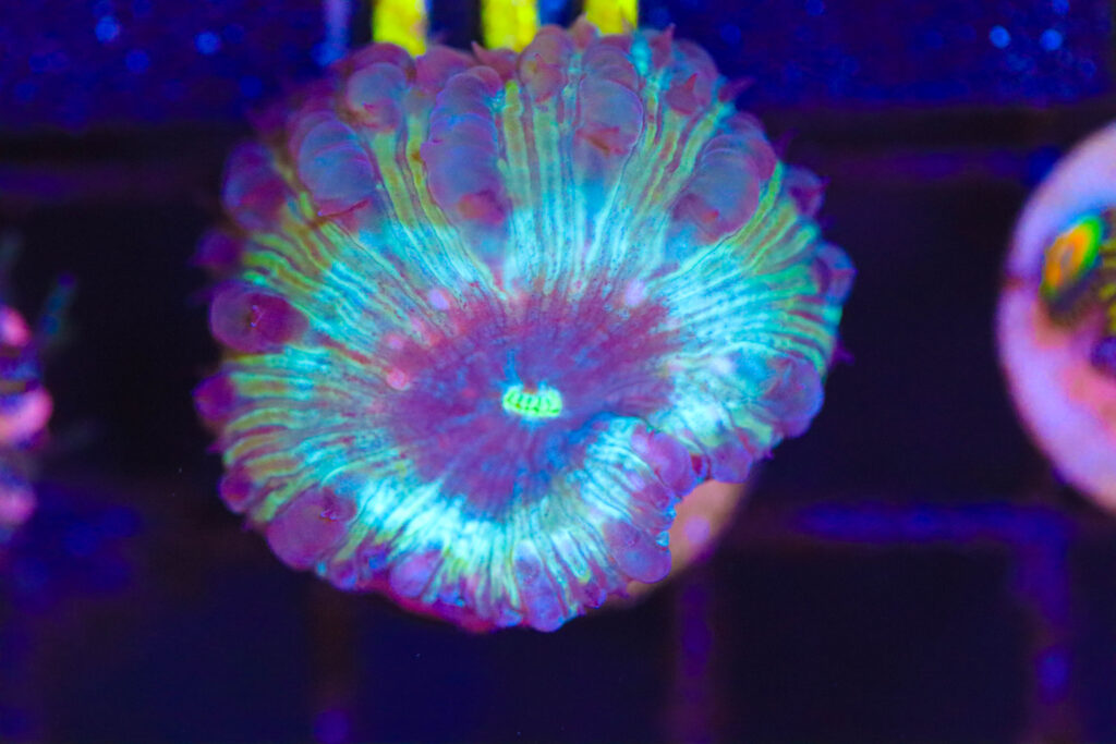 Frag Box Corals