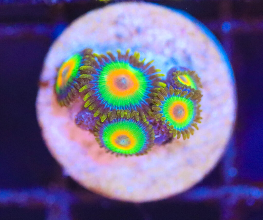 Frag Box Corals
