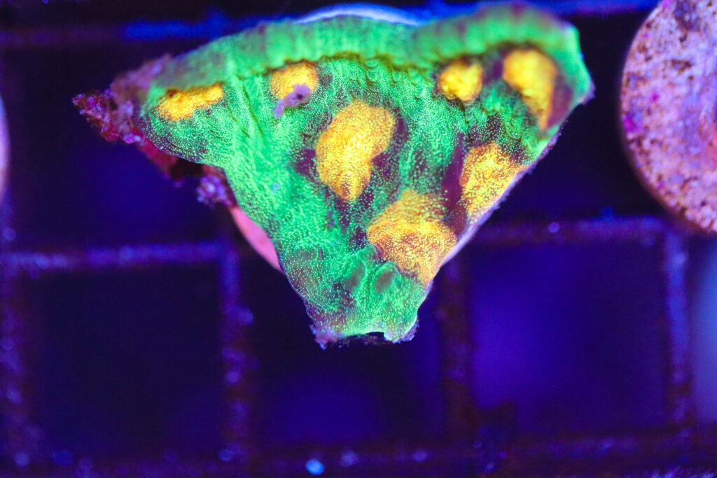 Frag Box Corals