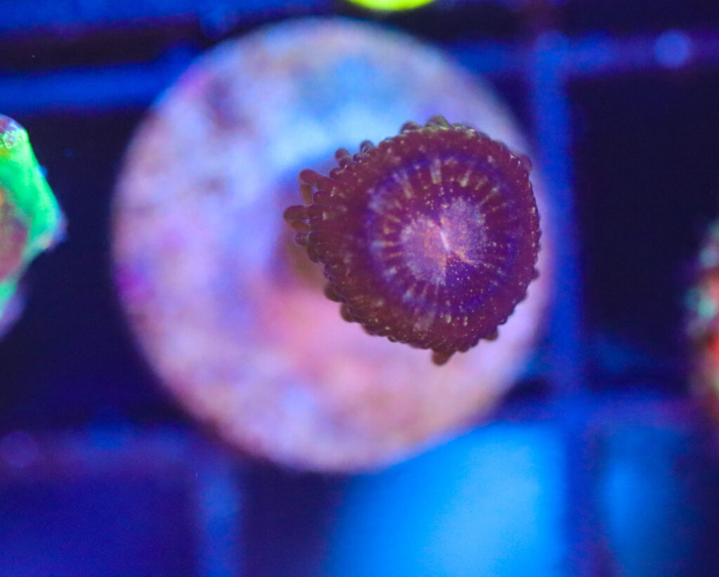 Frag Box Corals