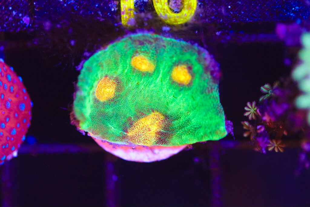 Frag Box Corals