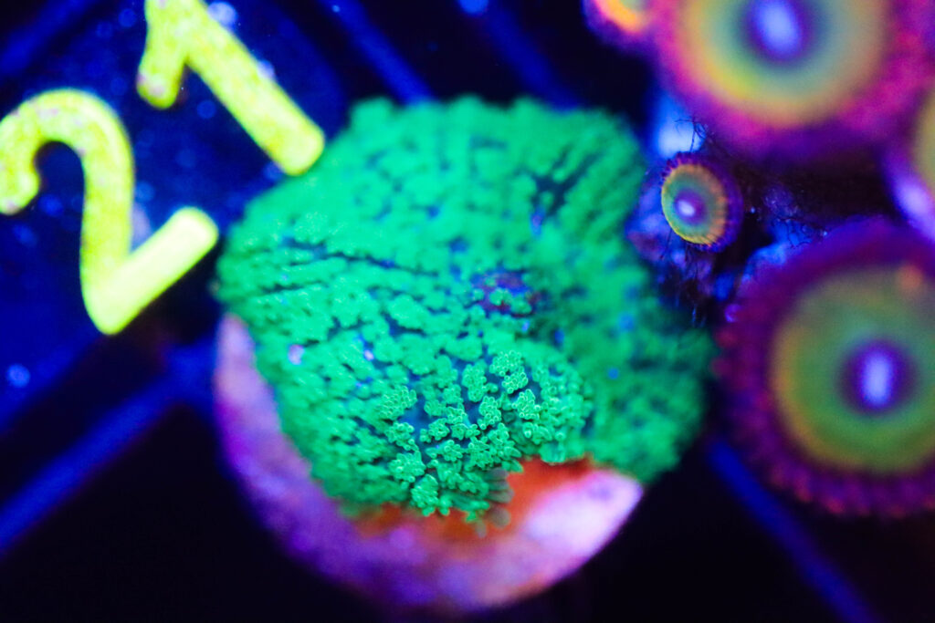 Frag Box Corals