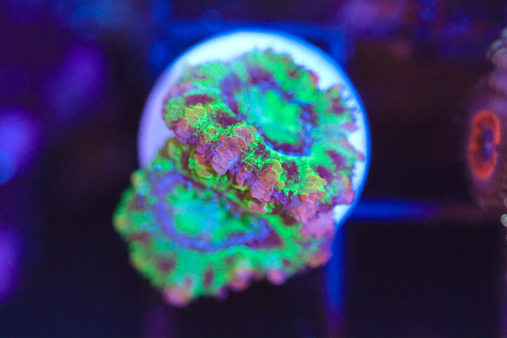 Frag Box Corals