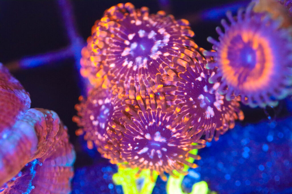 Frag Box Corals