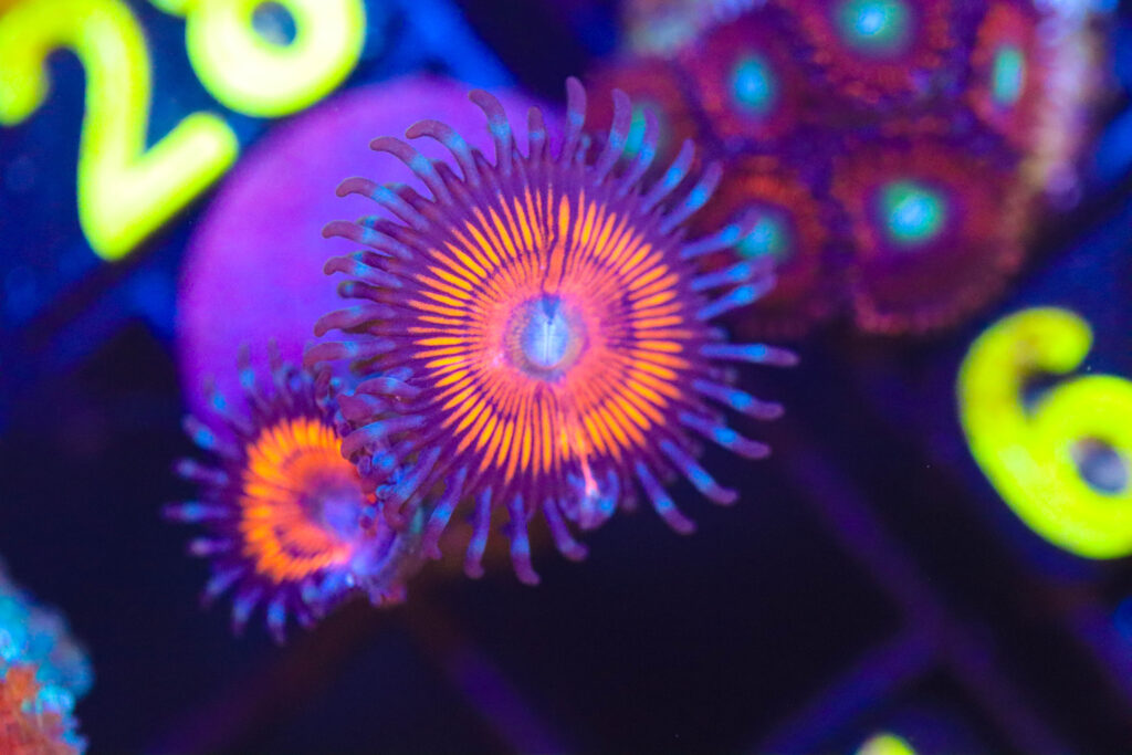 Frag Box Corals