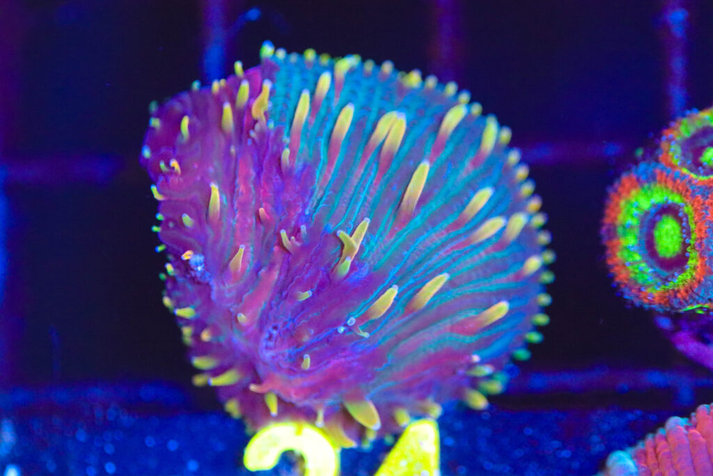 Frag Box Corals