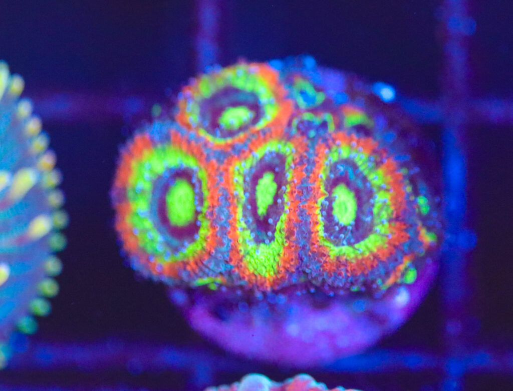 Frag Box Corals