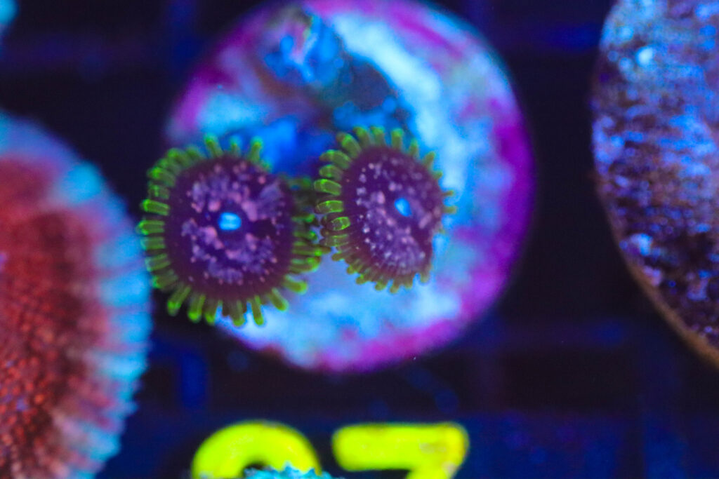 Frag Box Corals