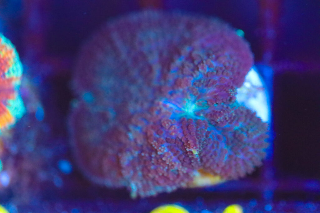 Frag Box Corals