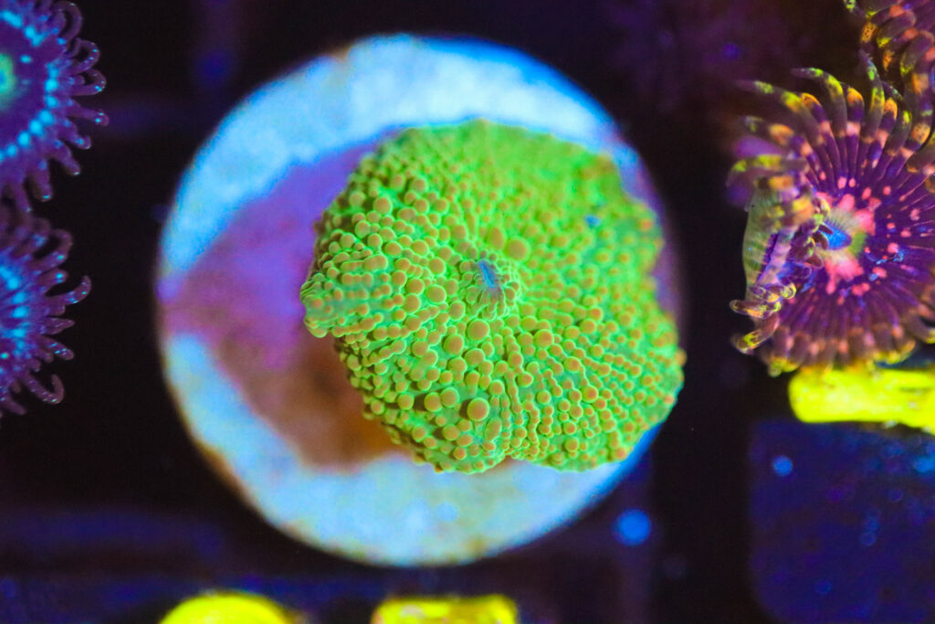 Frag Box Corals