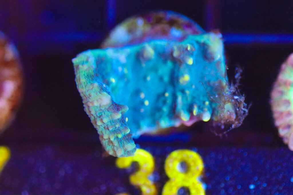 Frag Box Corals