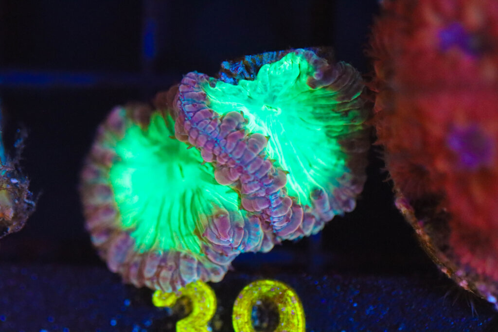 Frag Box Corals