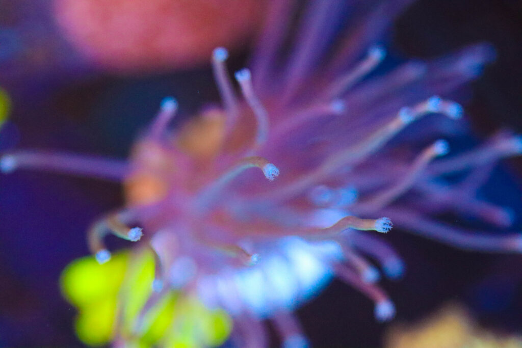 Frag Box Corals