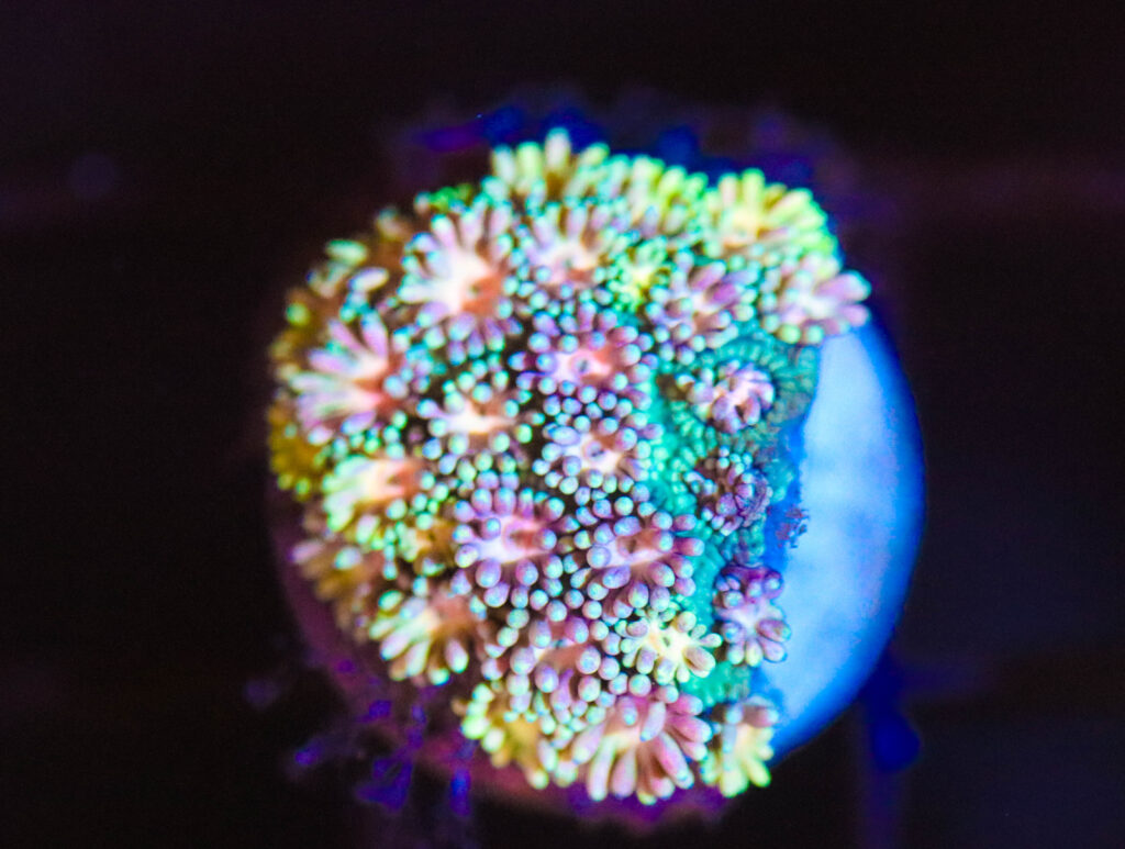 Frag Box Corals