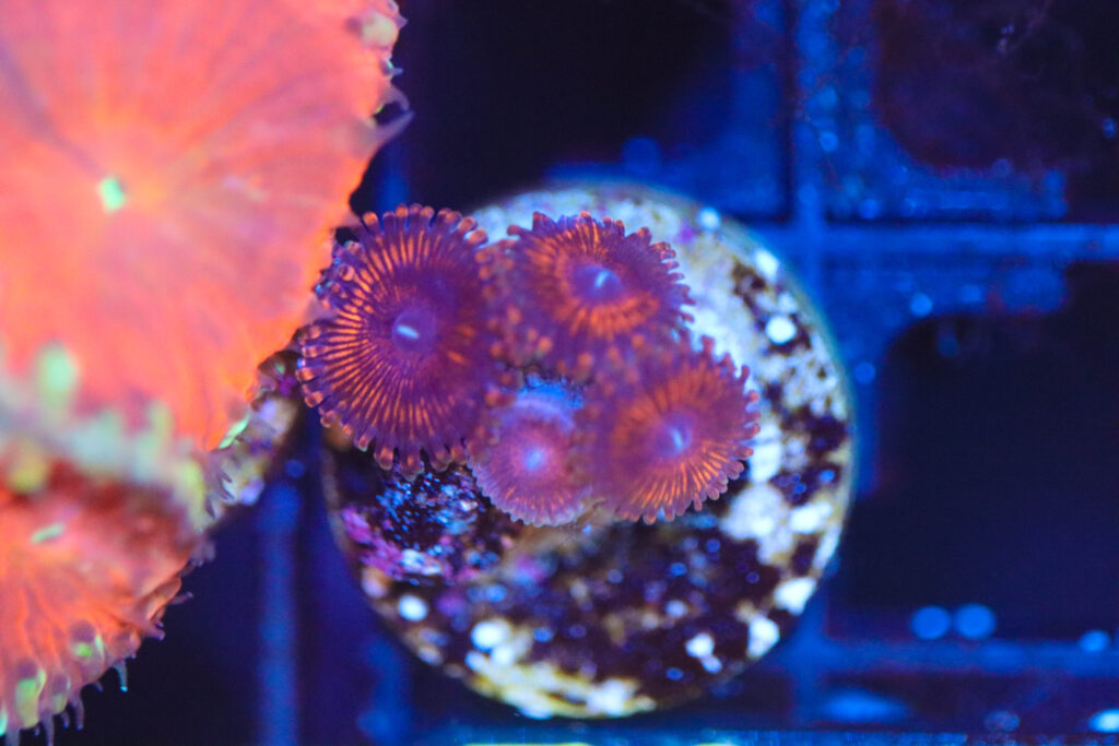 Frag Box Corals