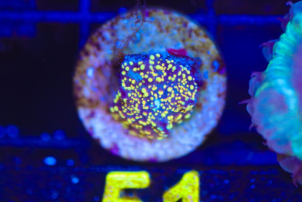 Frag Box Corals