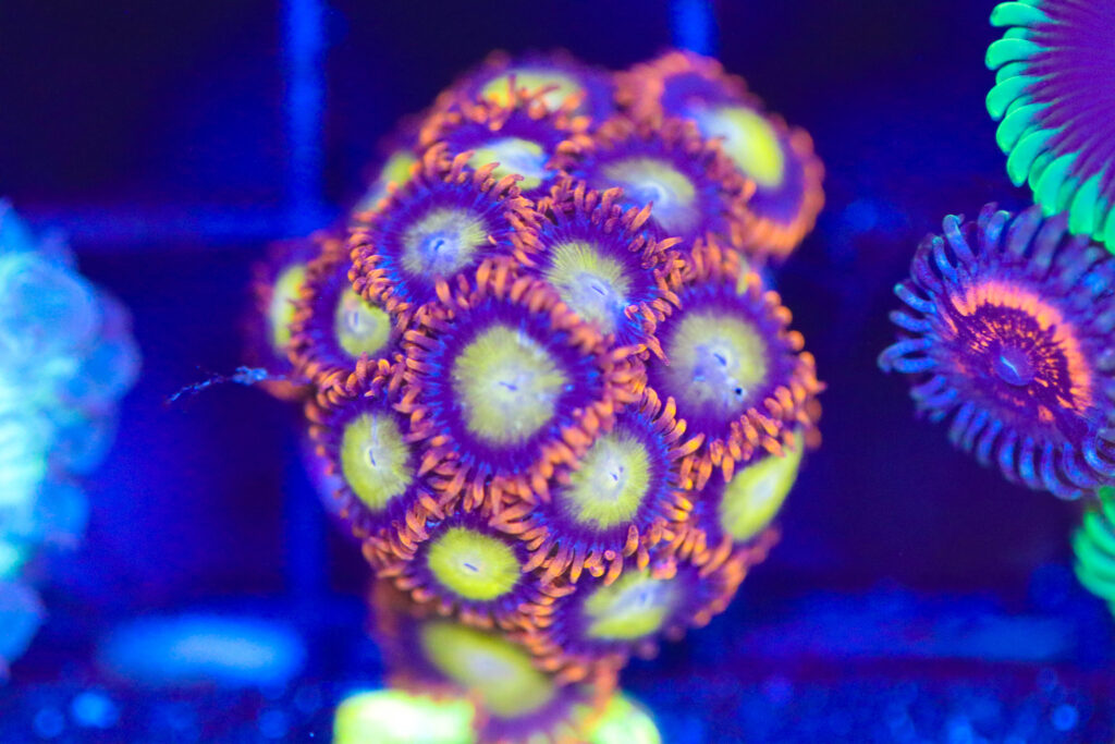 Frag Box Corals