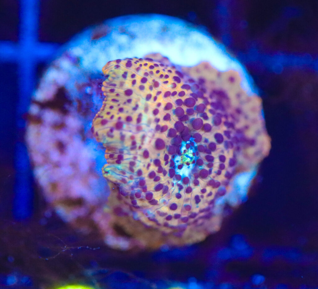 Frag Box Corals