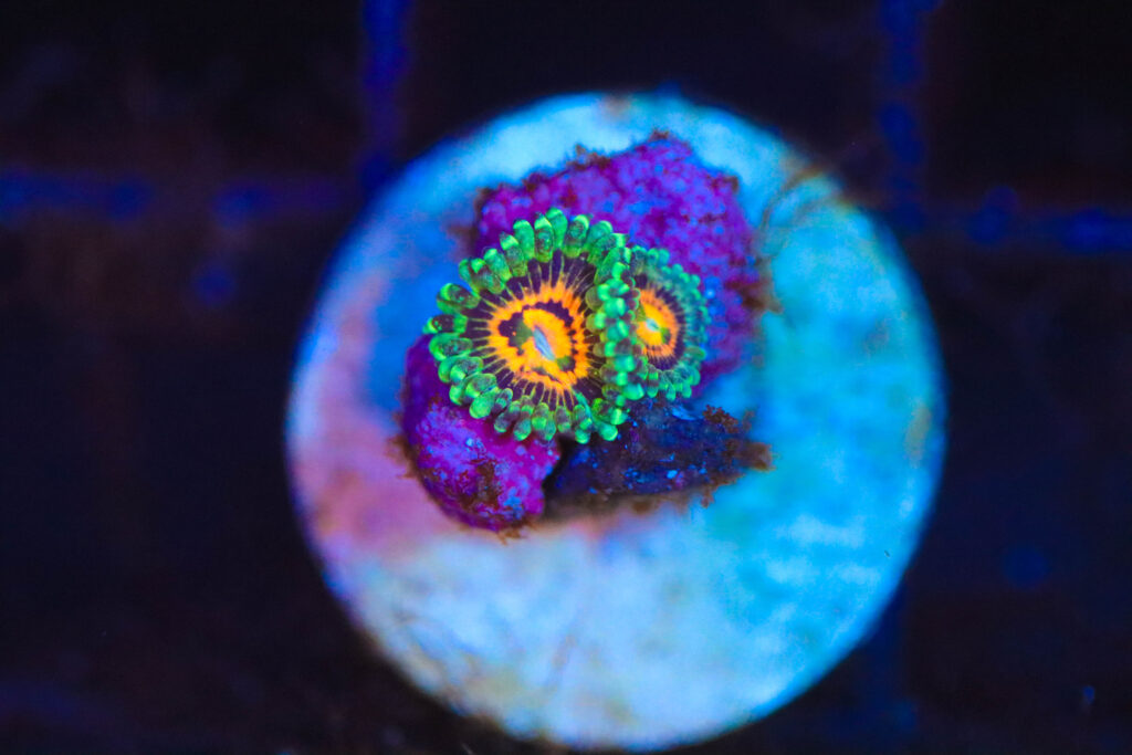 Frag Box Corals