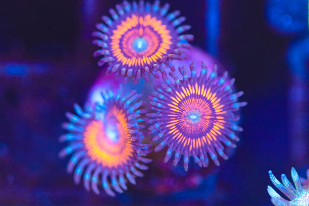Frag Box Corals