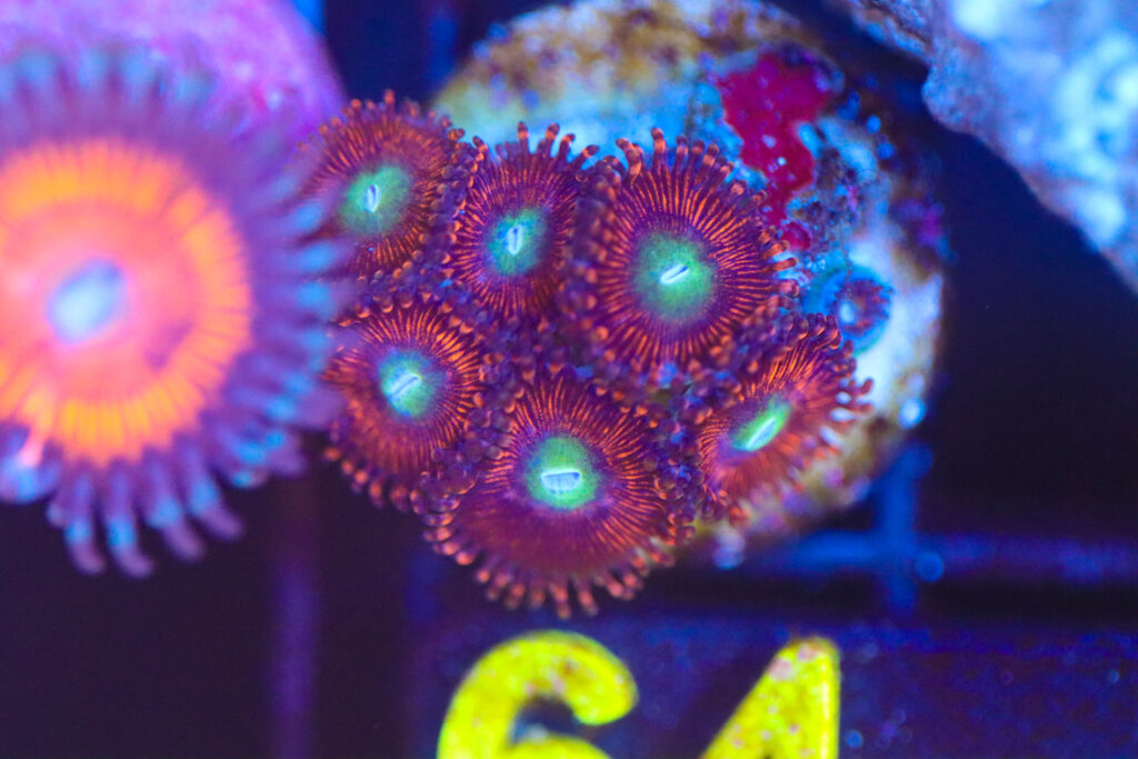Frag Box Corals