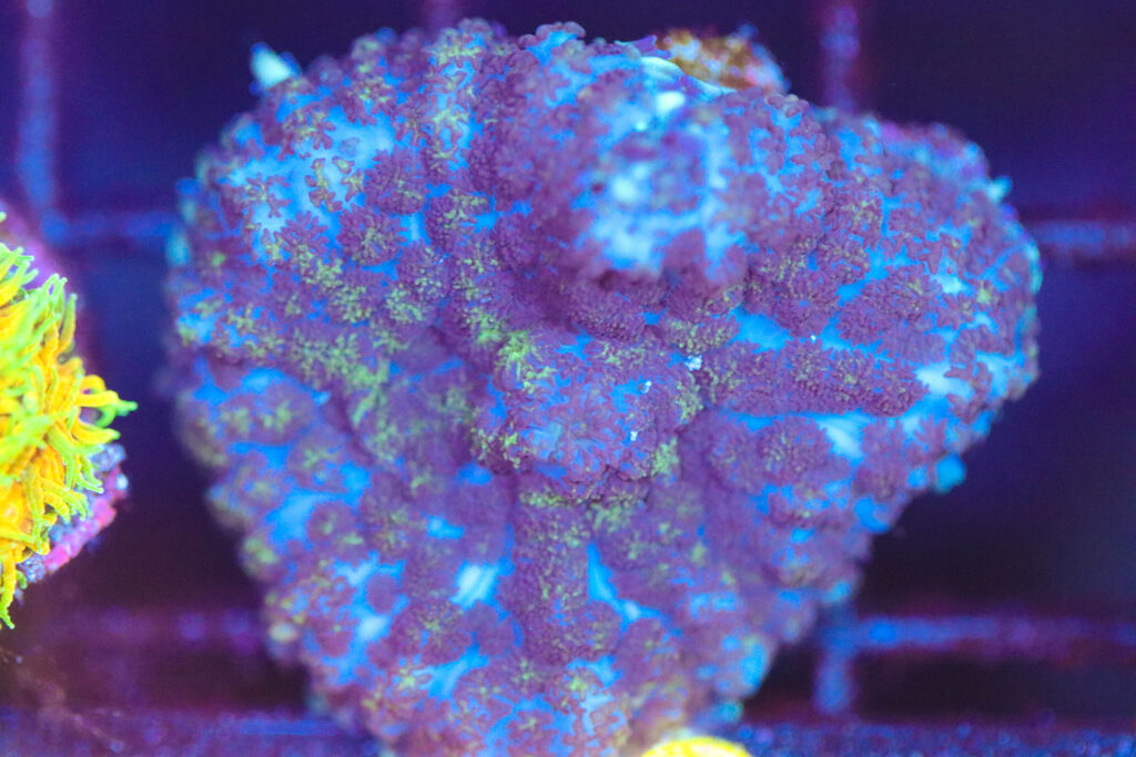 Frag Box Corals