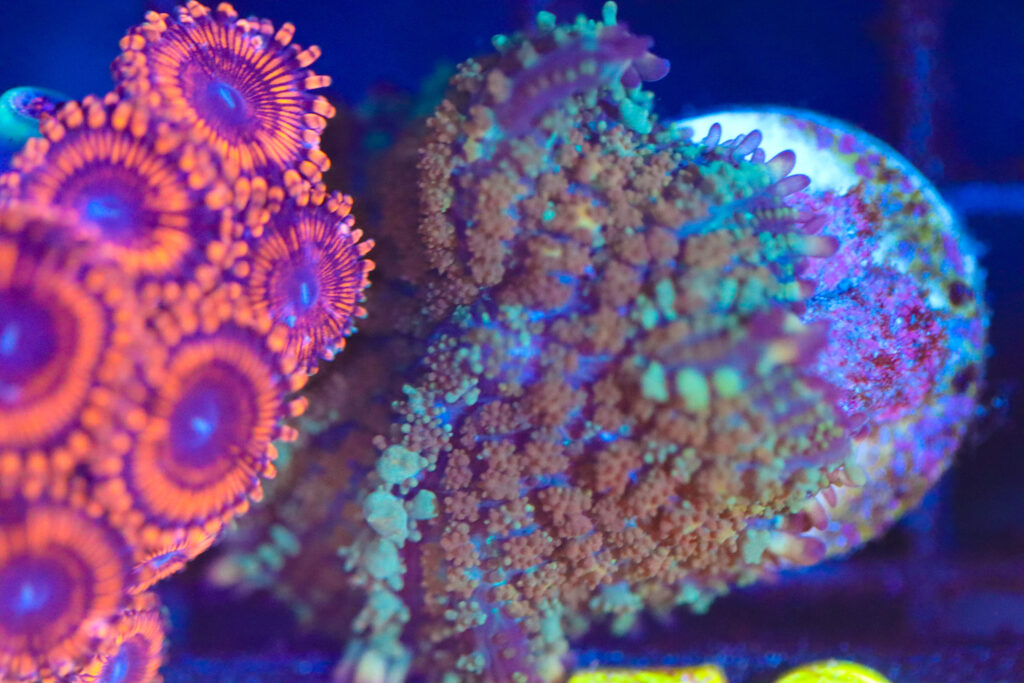 Frag Box Corals
