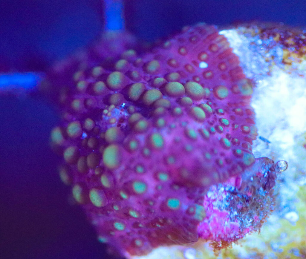 Frag Box Corals