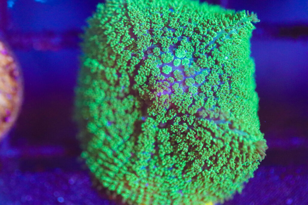 Frag Box Corals