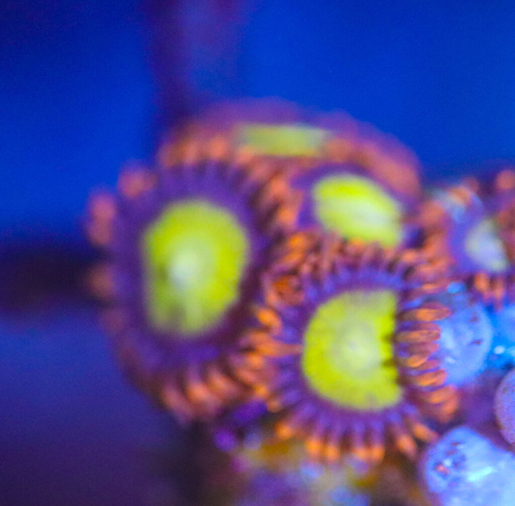 Frag Box Corals