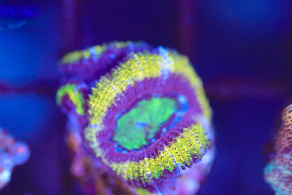 Frag Box Corals