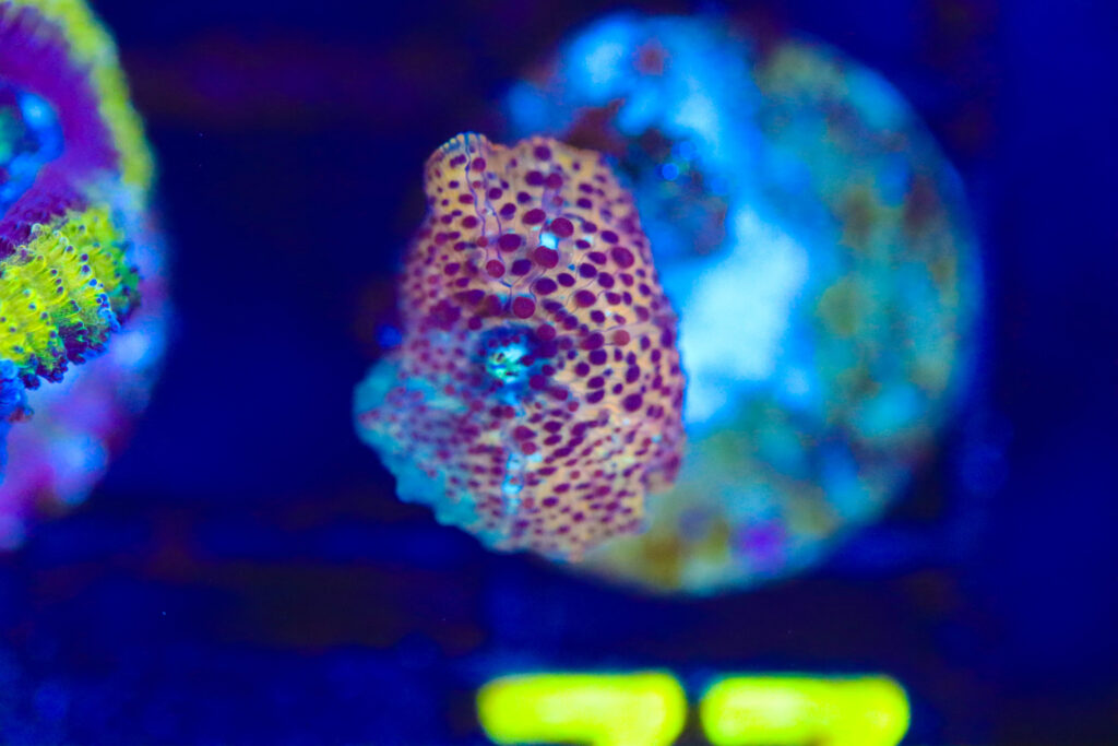 Frag Box Corals