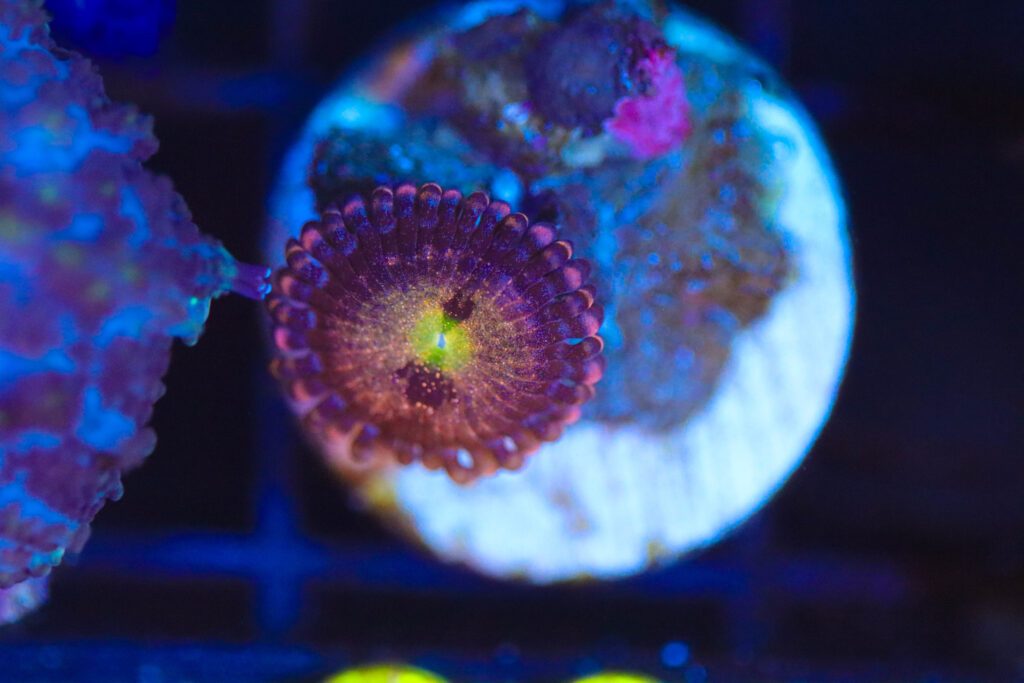 Frag Box Corals