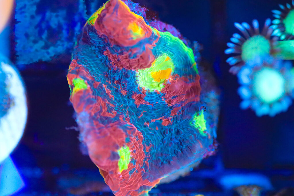 Frag Box Corals