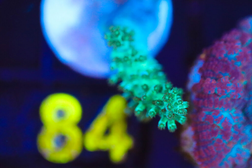 Frag Box Corals