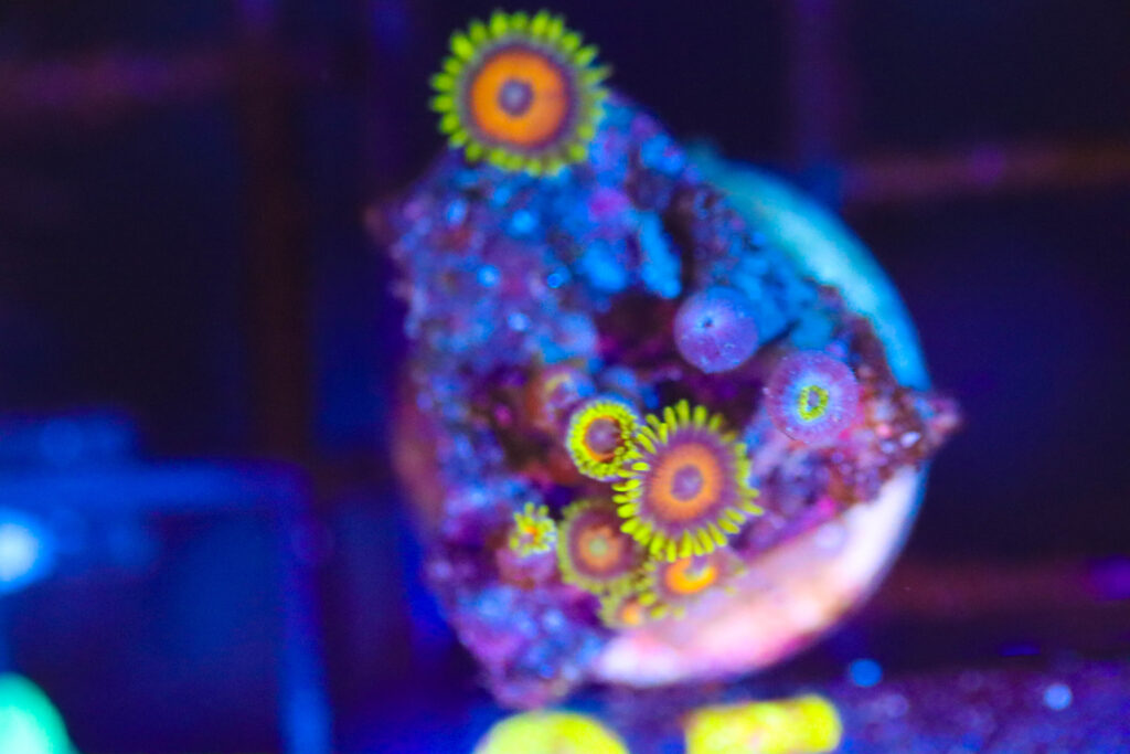 Frag Box Corals