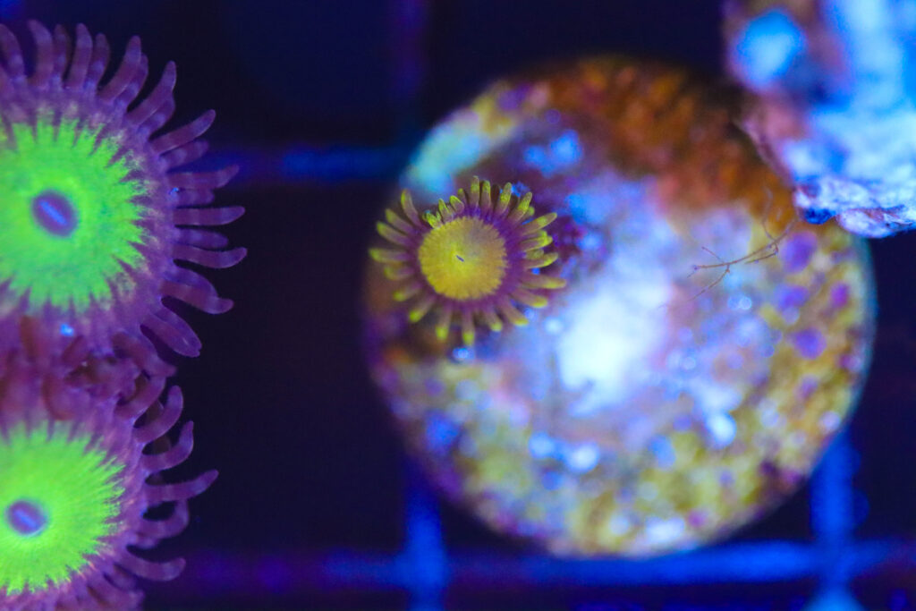 Frag Box Corals