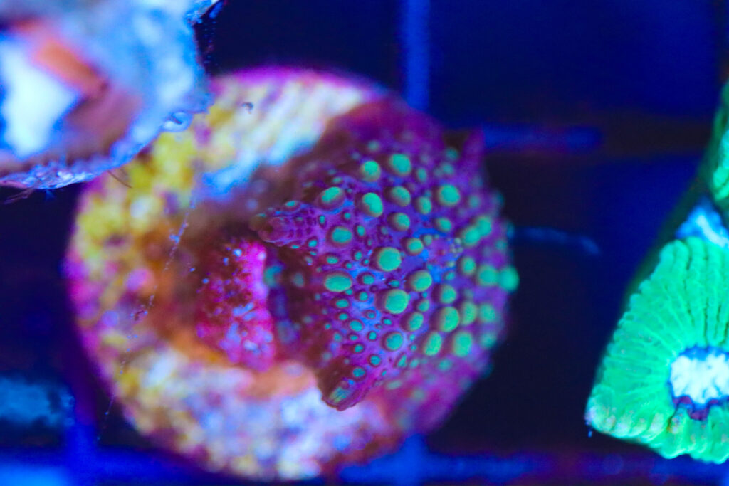 Frag Box Corals