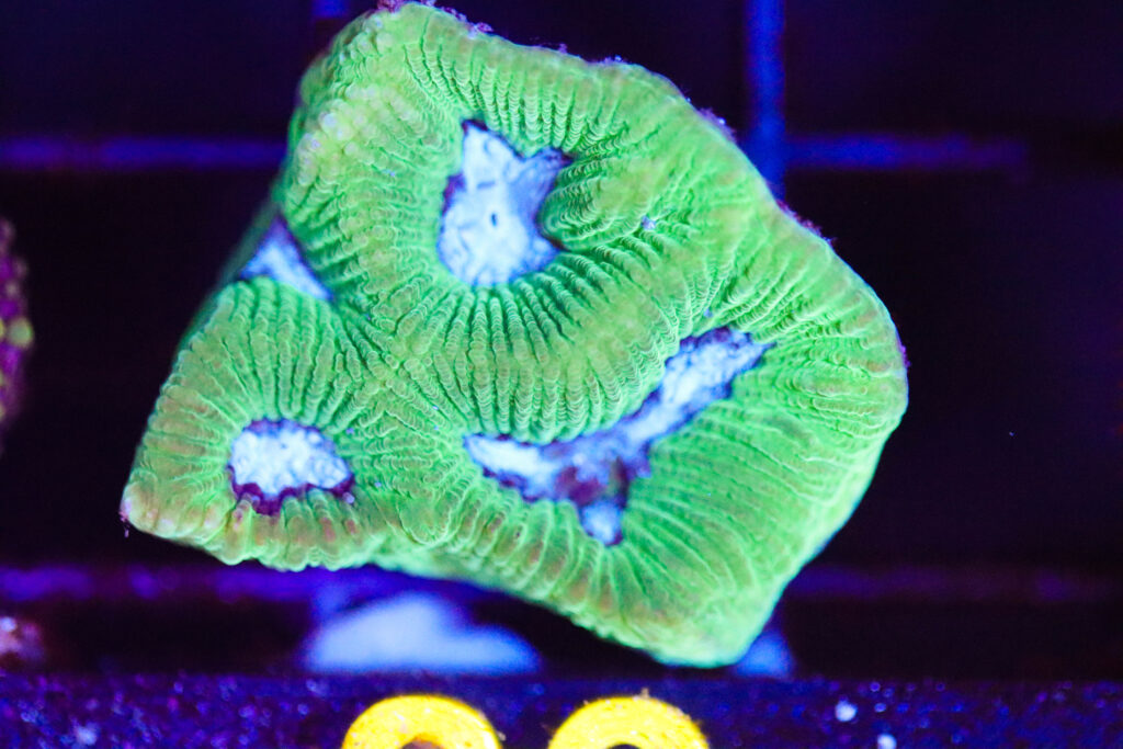 Frag Box Corals